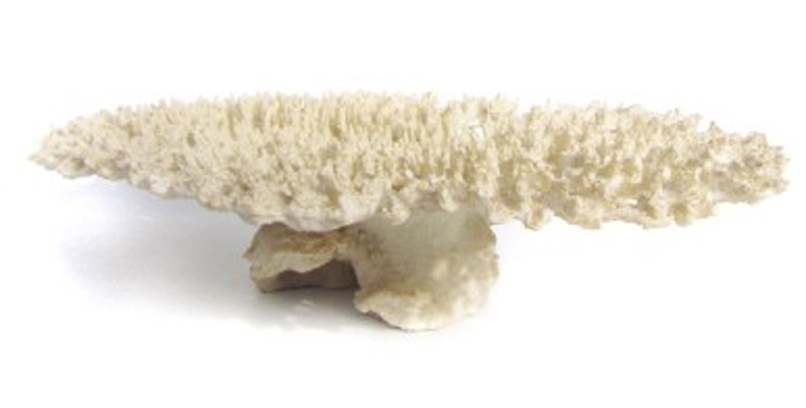 coral-taxidermia-resina-vintage
